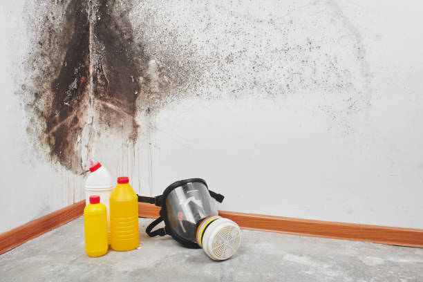 Crawl Space Mold Removal in Brookhaven, WV