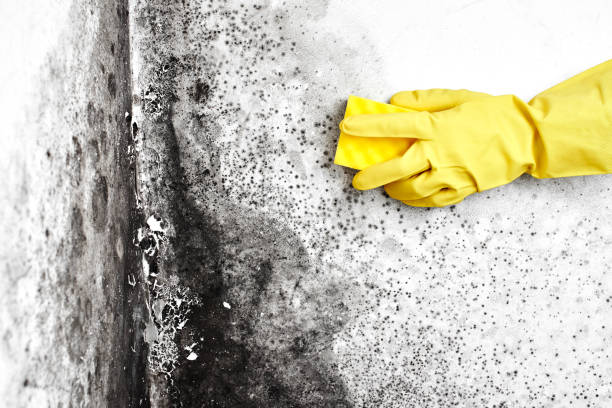 Best Black Mold Removal  in Brookhaven, WV