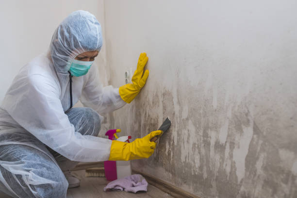Best Mold Cleaning Services  in Brookhaven, WV