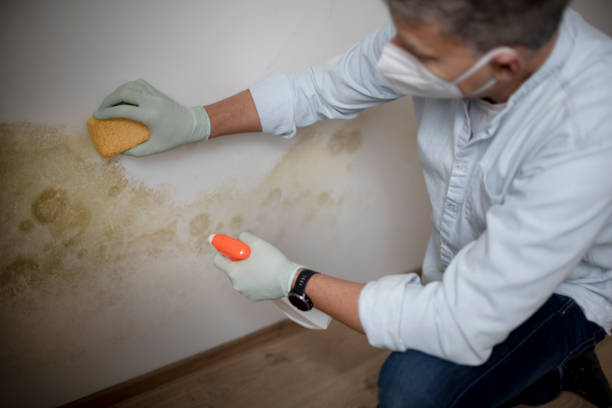 Best Residential Mold Removal  in Brookhaven, WV