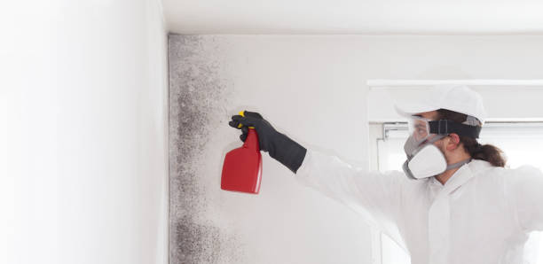 Best Attic Mold Removal  in Brookhaven, WV