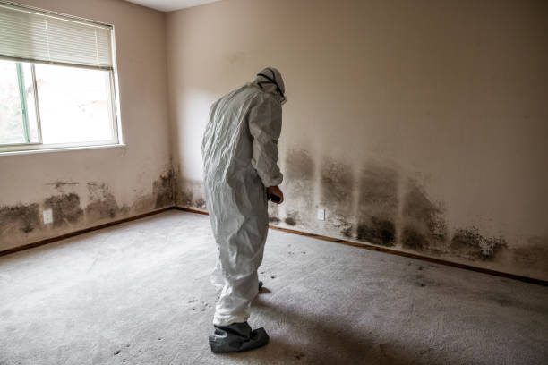 Mold Testing and Removal in Brookhaven, WV