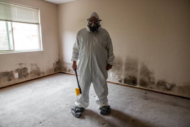 Best Mold Damage Repair  in Brookhaven, WV