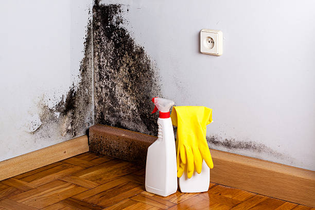 Attic Mold Removal in Brookhaven, WV