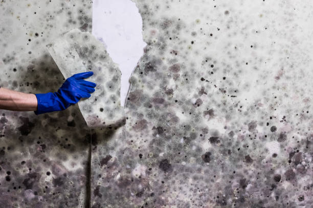 Best Office Mold Removal Services  in Brookhaven, WV